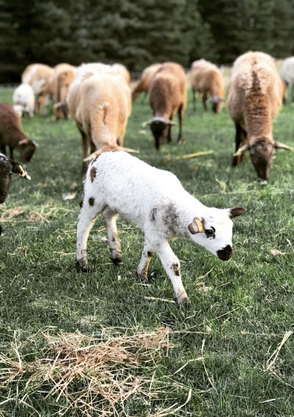Thinking About Raising Sheep? Read This Before You Buy.