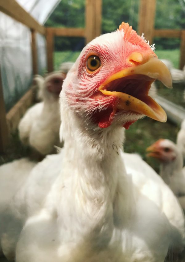 keeping chickens cool in hot weather