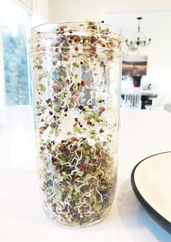 Easy Guide to Growing Sprouts in your Kitchen