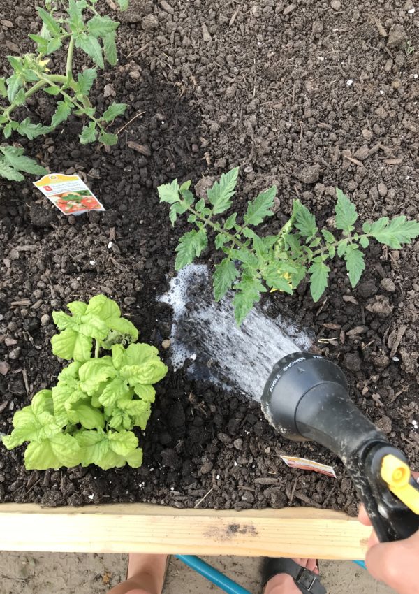 watering your garden the right way