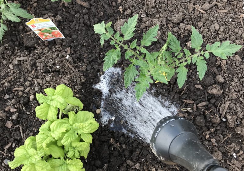 watering your garden the right way