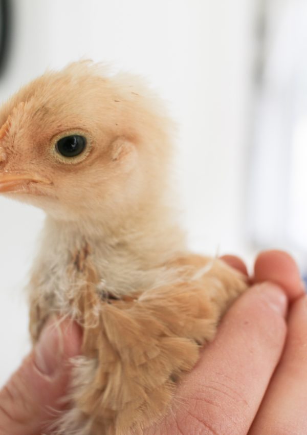 easy diy chick brooder