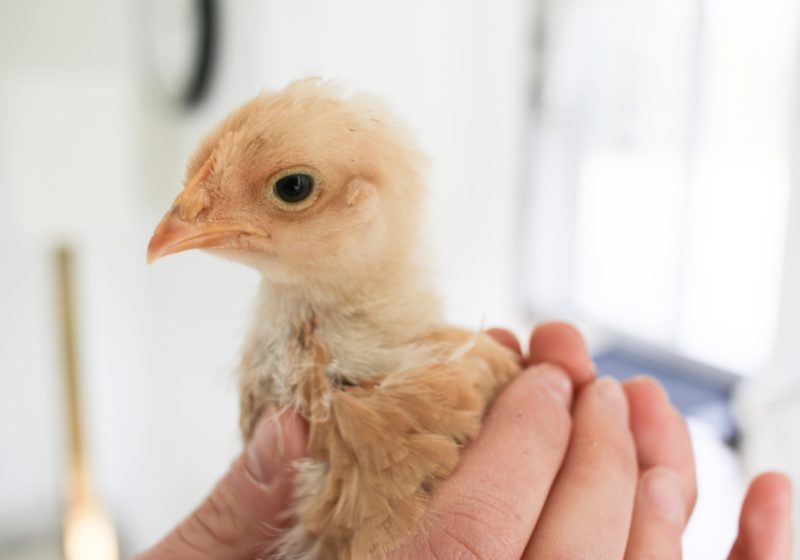 easy diy chick brooder