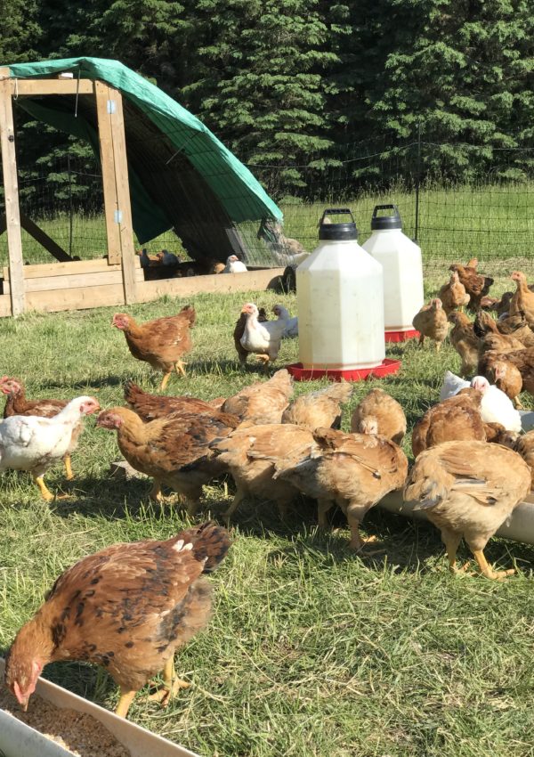 The Best Chicken Waterer: Reviews & A DIY