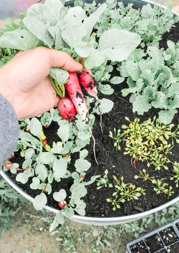 vegetables you can still plant in july