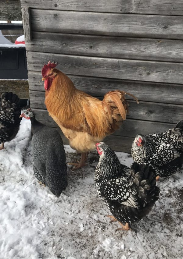 6 Tips for Keeping Chickens in the Winter