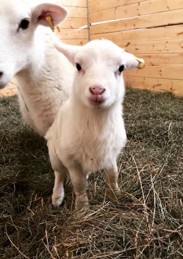 lambing in the winter