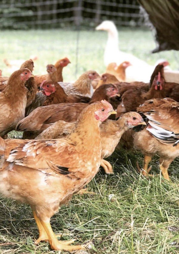 Best Chicken Breeds for Meat, Eggs and Dual Purpose