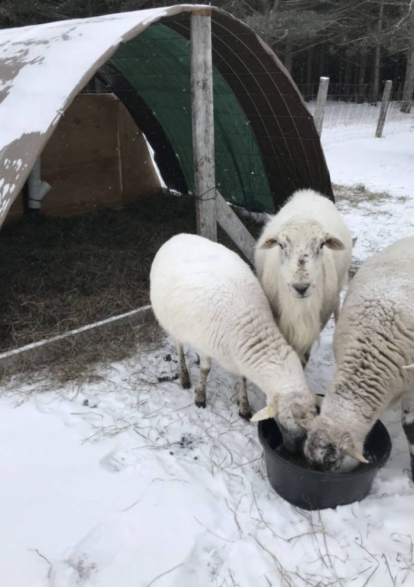 how to prepare for winter farming