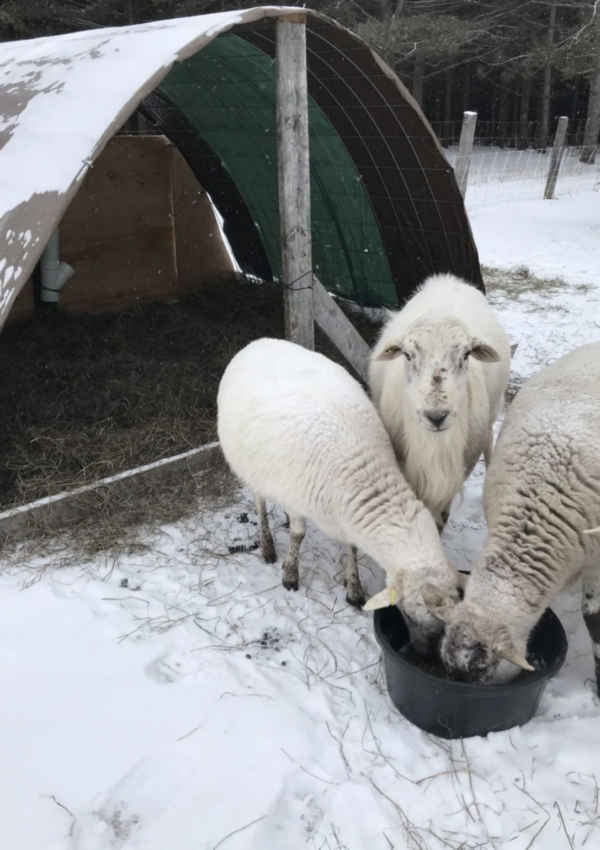 How to Prepare for Winter Farming