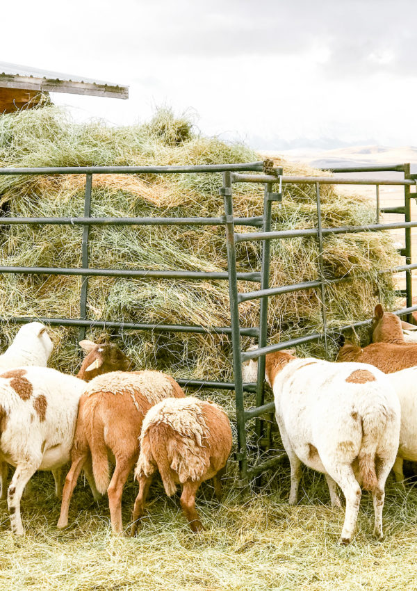 DIY self-feeding hay feeder for sheep