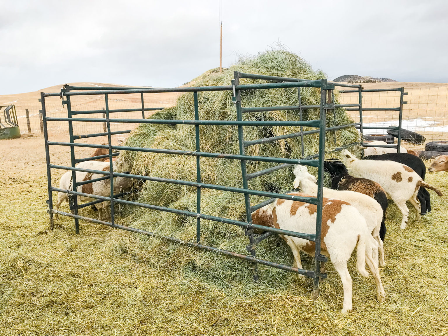 DIY SelfFeeding Hay Feeder for Sheep Sage & Shepherd Blog