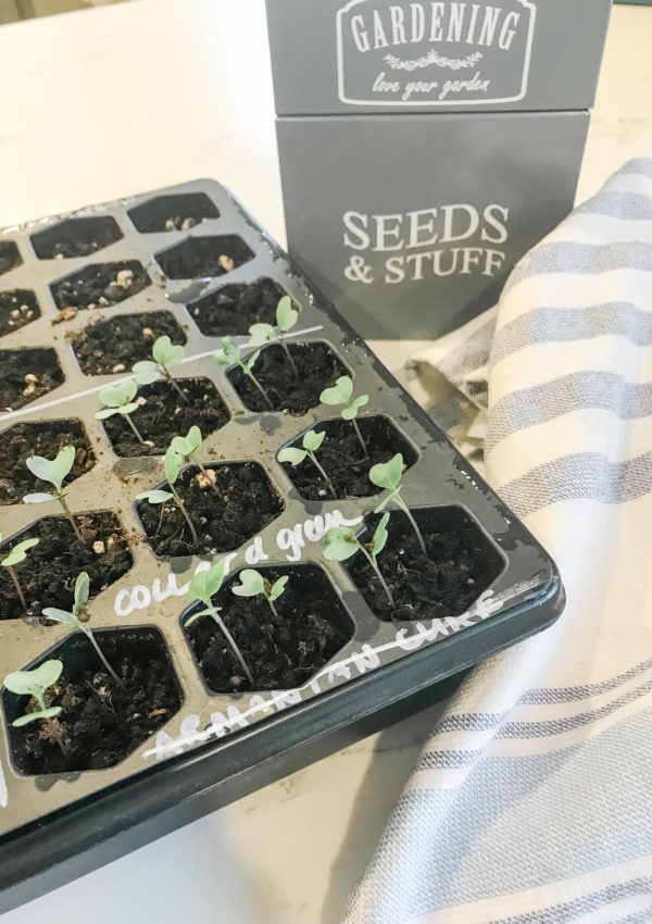 starting seeds indoors