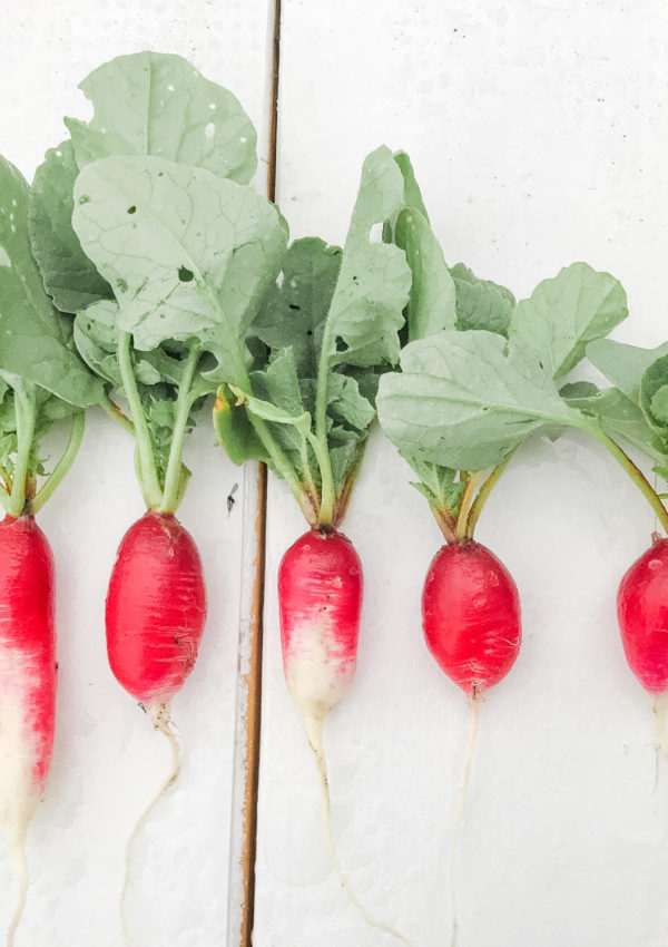 8 easiest vegetables to grow for beginners