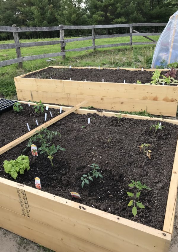 planning your vegetable garden