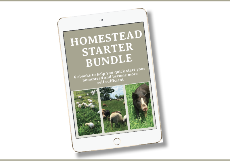 how to start homesteading
