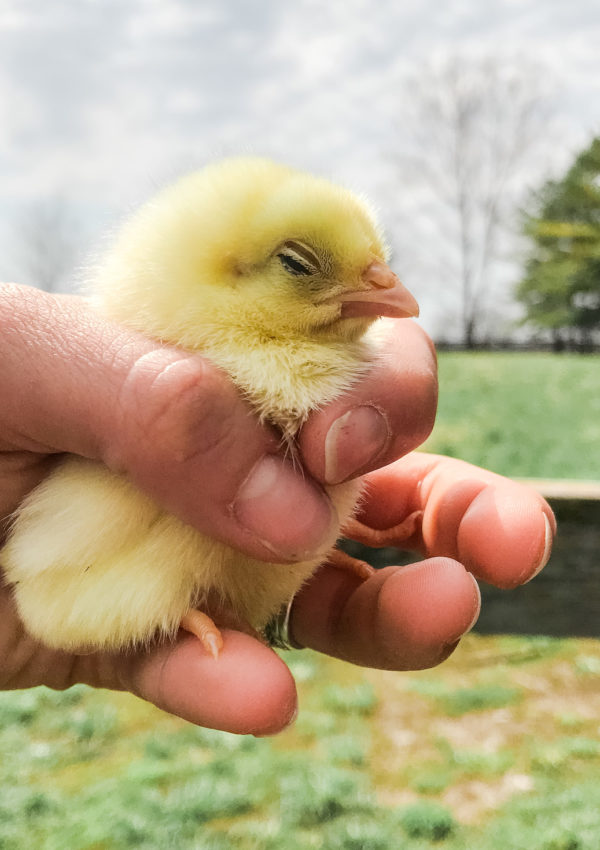 raising chicks for beginners