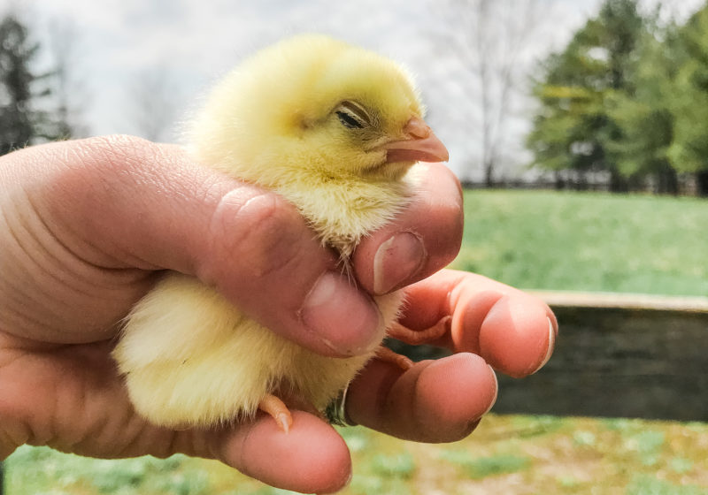 raising chicks for beginners