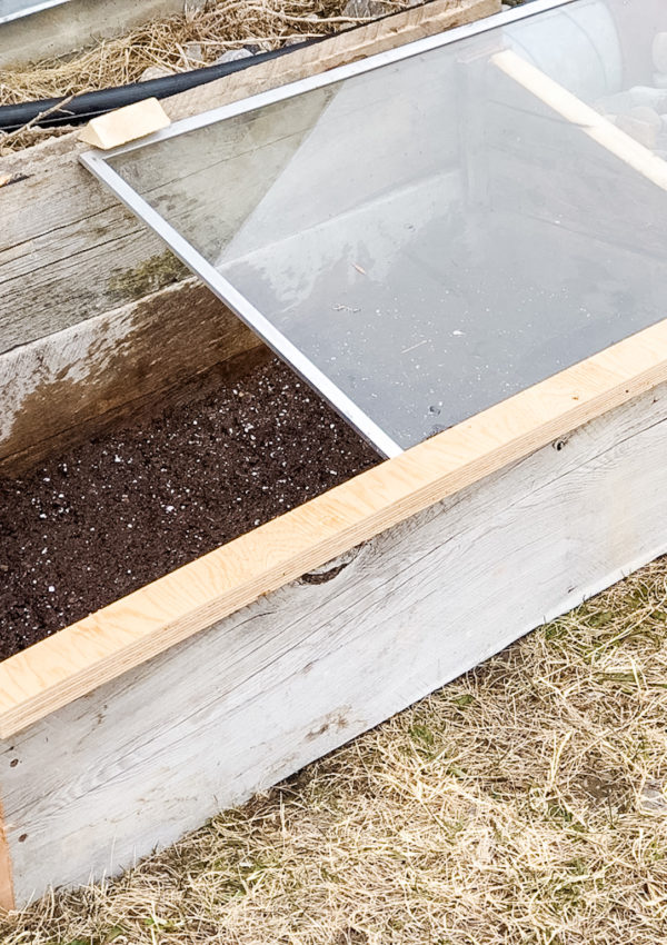 What Is a Cold Frame and How Does it Work?  Everything You Need to Know!