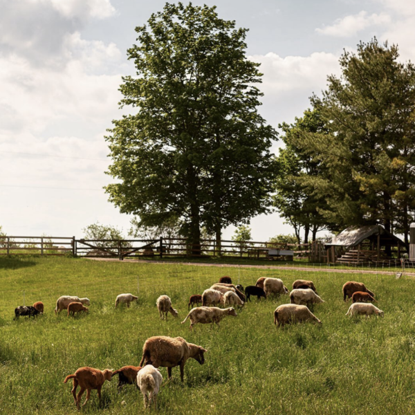 Top 10 Things to Look for When Buying a Homestead