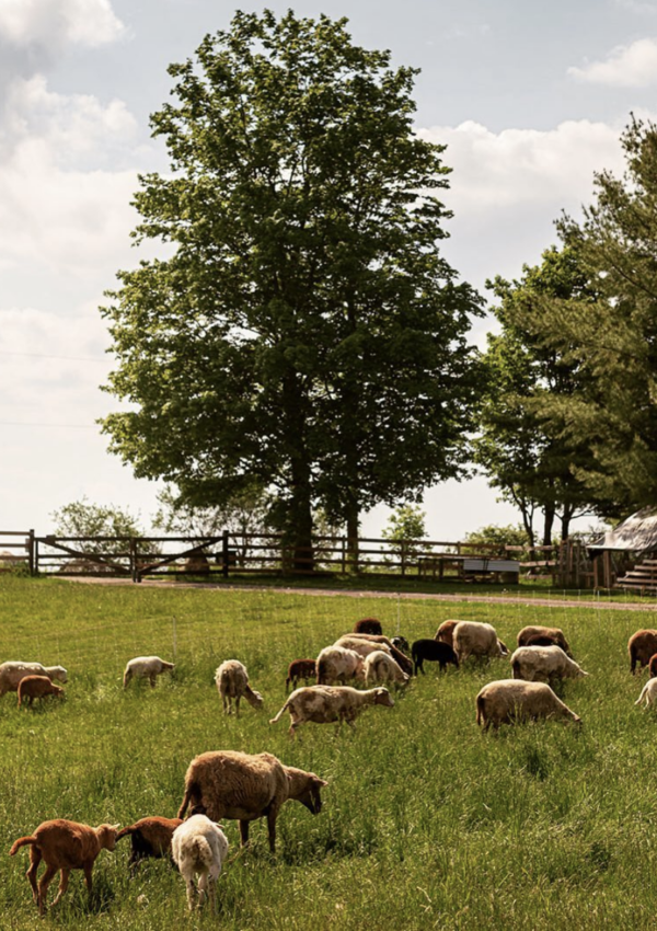 buying a homestead