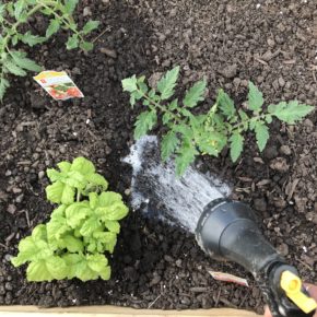 watering your garden the right way