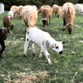 thinking about raising sheep? read this