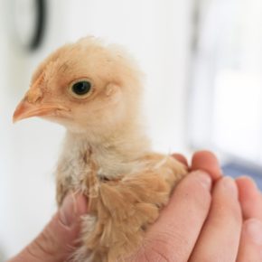 easy diy chick brooder