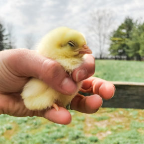 raising chicks for beginners
